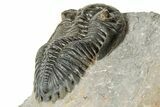 Hollardops Trilobite Fossil With Cornuproetus - Ofaten, Morocco #327548-5